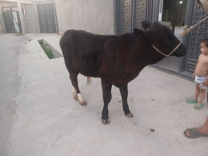 Angus gibrid sotiladi Angus gibrid sotiladi