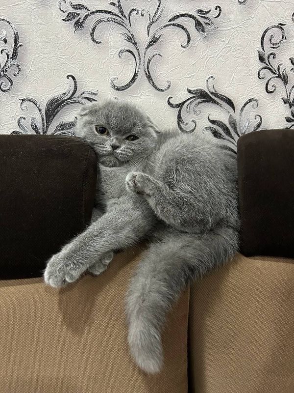 Pokiza scottish fold mushuk sotiladi 5 oylik qizbola