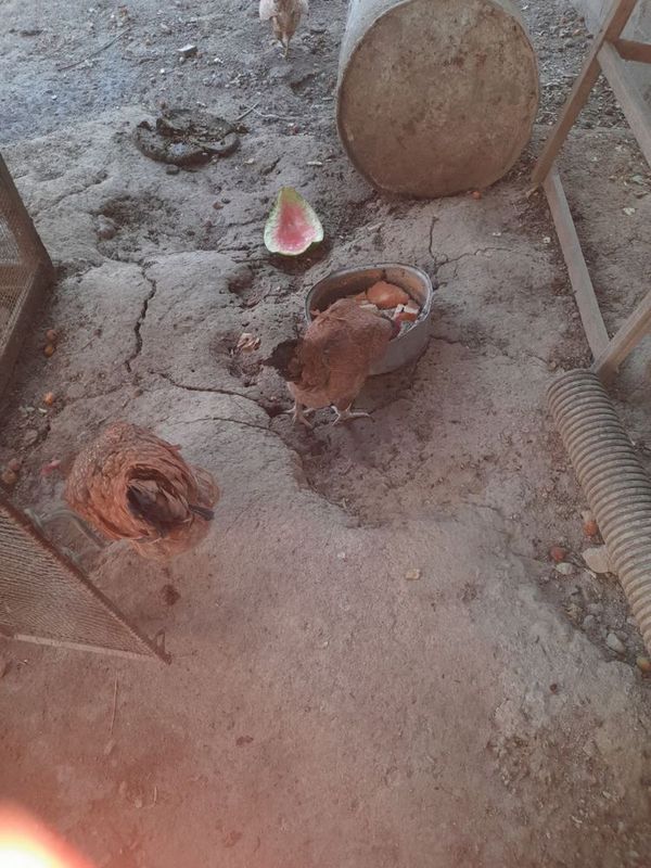 Xonaki tovuqlar sotiladi Xonaki tovuqlar sotiladi