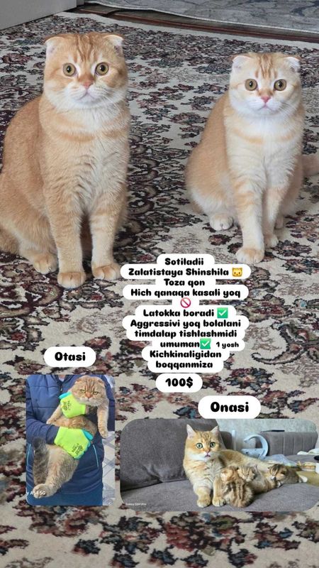 Toza qon zotli mushuklarimiz sotiladi