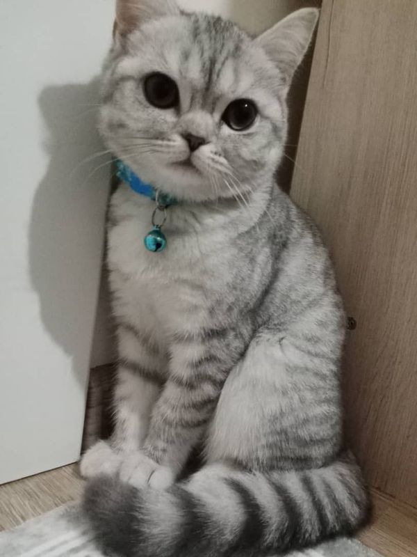 Продаеться кошка Продаеться кошка