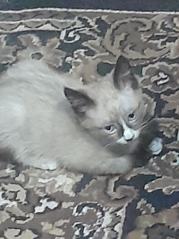 Котенок одам даром Котенок одам даром