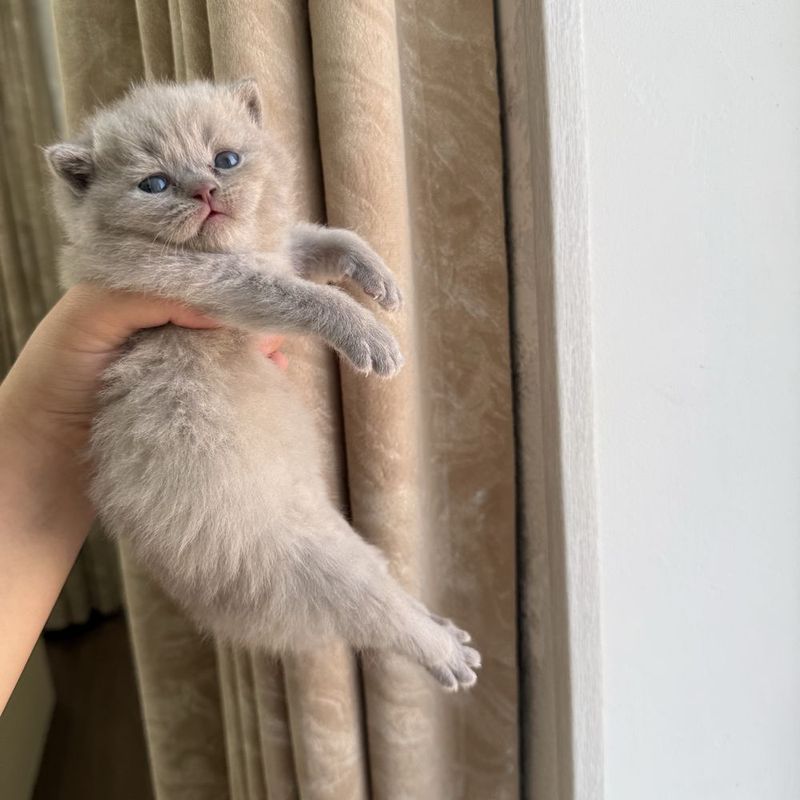 Скоттиш фолд 1 ойли Скоттиш фолд 1 ойли