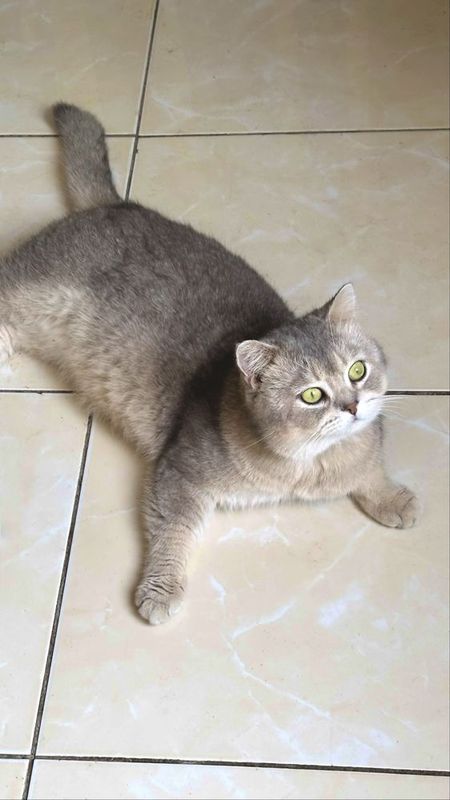 Британская шиншилла котик Британская шиншилла котик