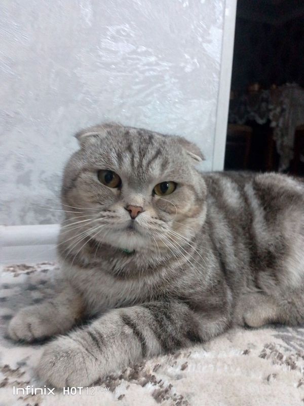 Mushuk scotish folt Mushuk scotish folt