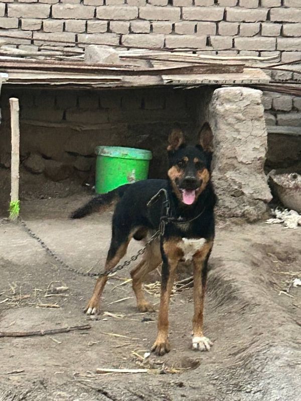 Овчарка, 2 жас, паспорт бары бар Овчарка, 2 жас, паспорт бары бар