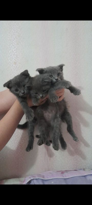 котята породы Скоттиш-фолд котята породы Скоттиш-фолд