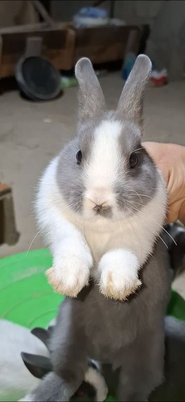 Кролик куён карлик зотидан сифати зур Кролик куён карлик зотидан сифати зур