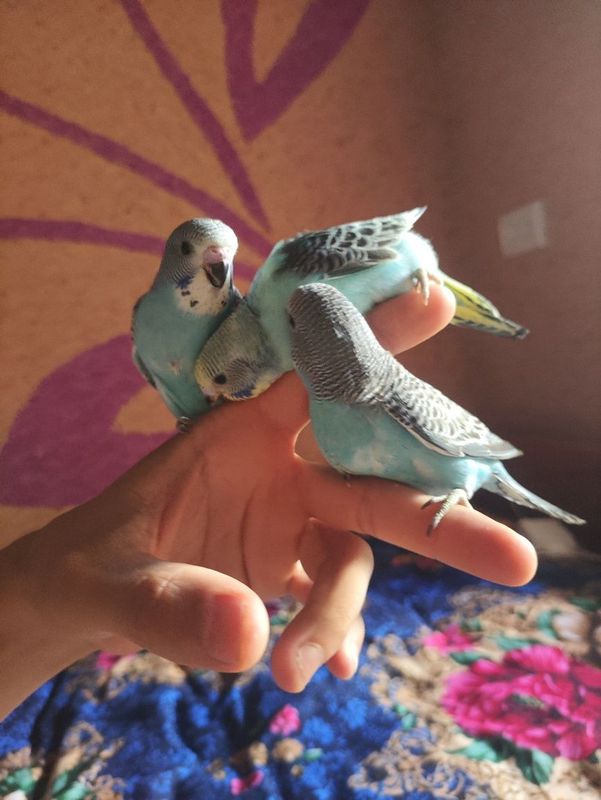Ruchnoy qushlar sotiladi Ruchnoy qushlar sotiladi