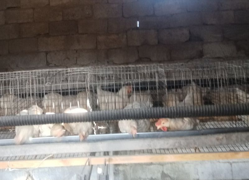Loman sendi tovuqlaro sotiladi