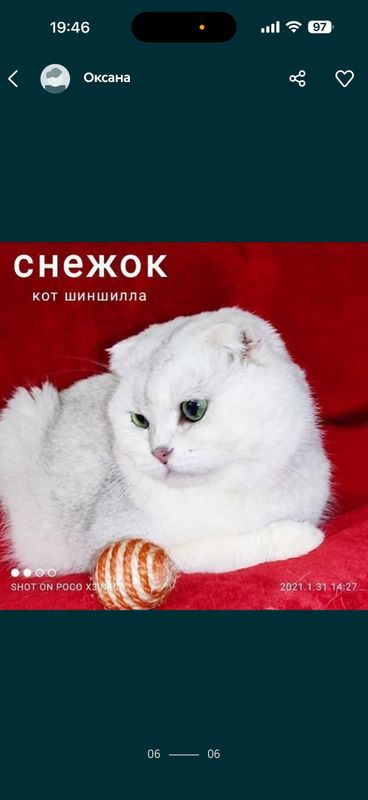 Вязка коты шиншиллы Вязка коты шиншиллы