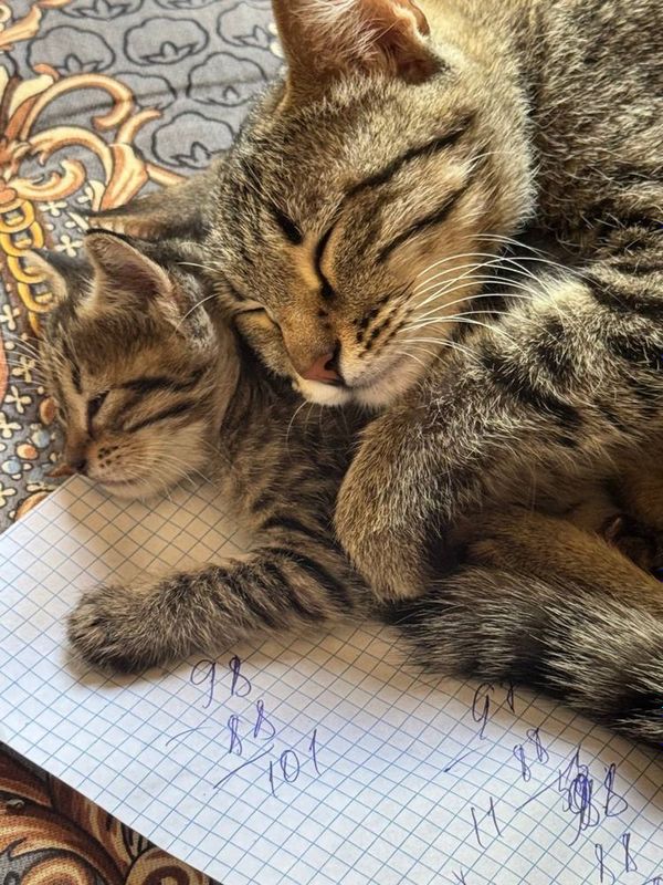 Котят в добрые руки Котят в добрые руки