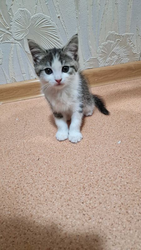 Котёнок в добрые руки. Котёнок в добрые руки.
