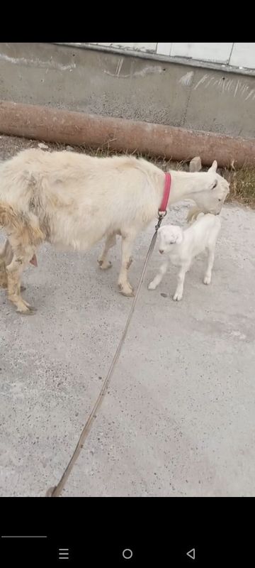 Zanin zotli echki sotiladi bolasi taka sut yunalishi Zanin zotli echki sotiladi bolasi taka sut yunalishi