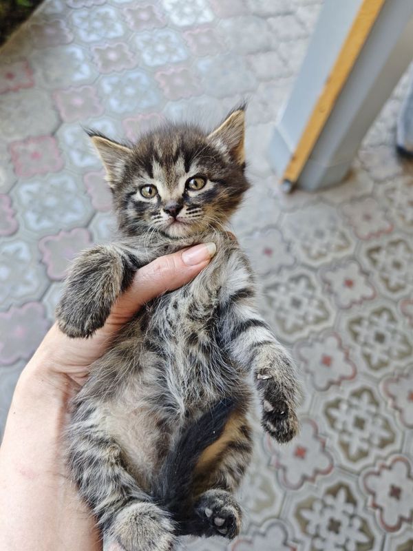 Котенок Мальчик в добрый дом Котенок Мальчик в добрый дом