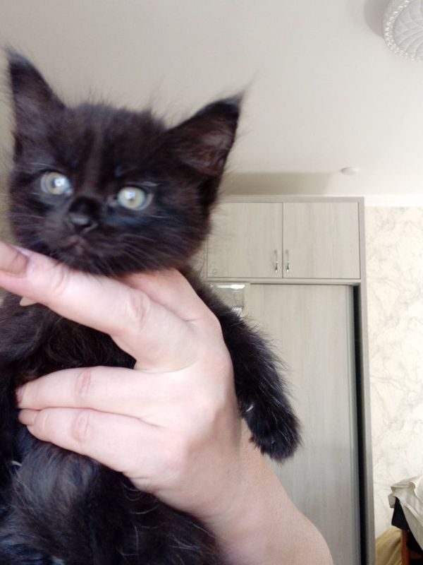 Продаются чёрные котята Продаются чёрные котята