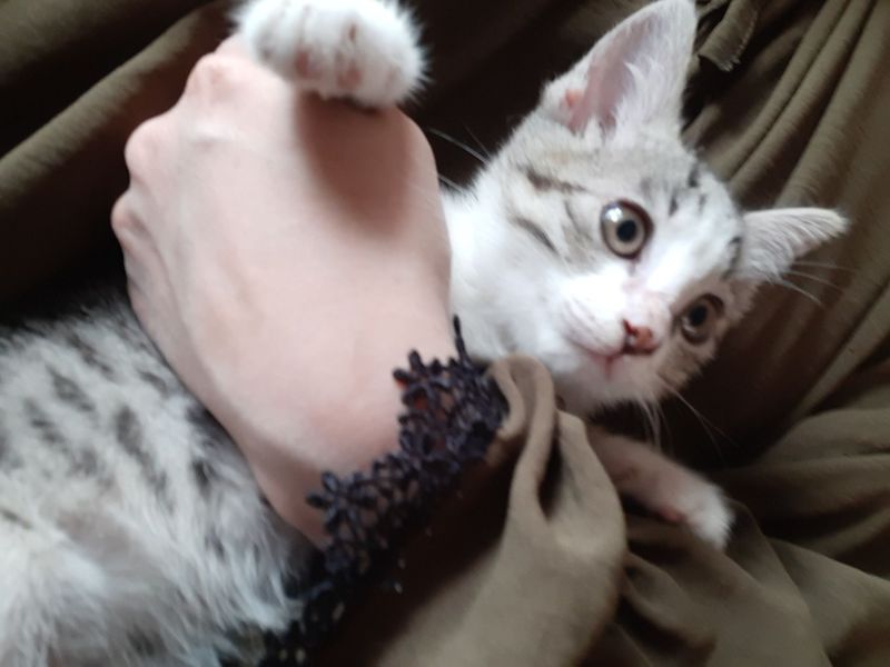 Котёнок мальчик 3 месяц