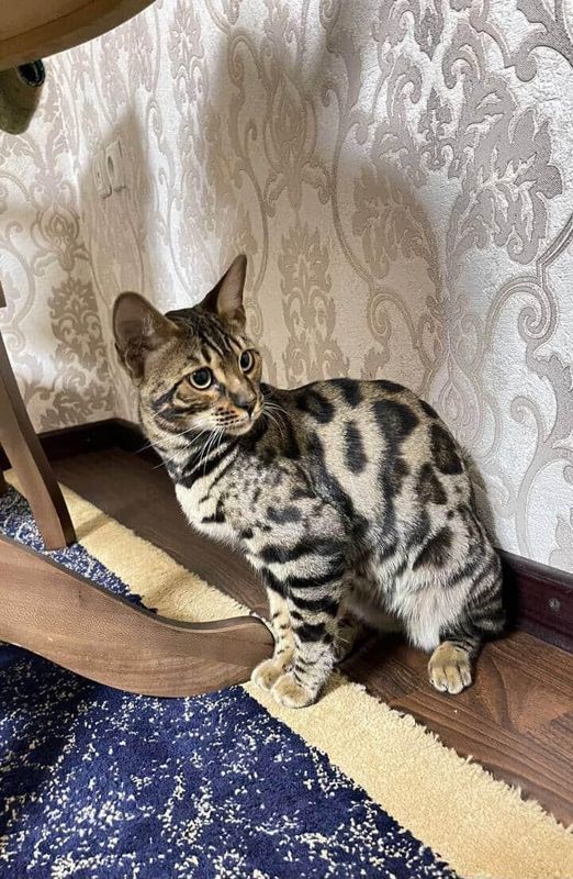 zudlik bilan bengal muwugi sotiladi 1yoshli sogʻlom va ciroyli zudlik bilan bengal muwugi sotiladi 1yoshli sogʻlom va ciroyli