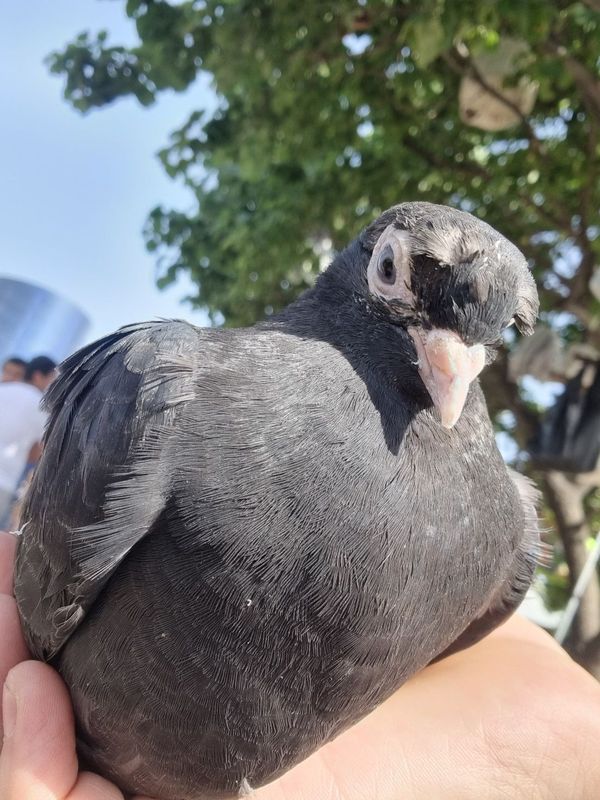 Maladoy kaptar sotiladi Maladoy kaptar sotiladi