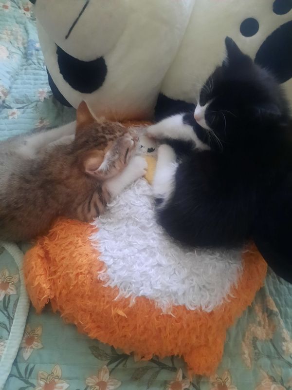 Котята в добрые руки Котята в добрые руки