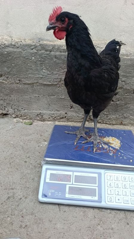 Жерси гигант жўжалари Жерси гигант жўжалари