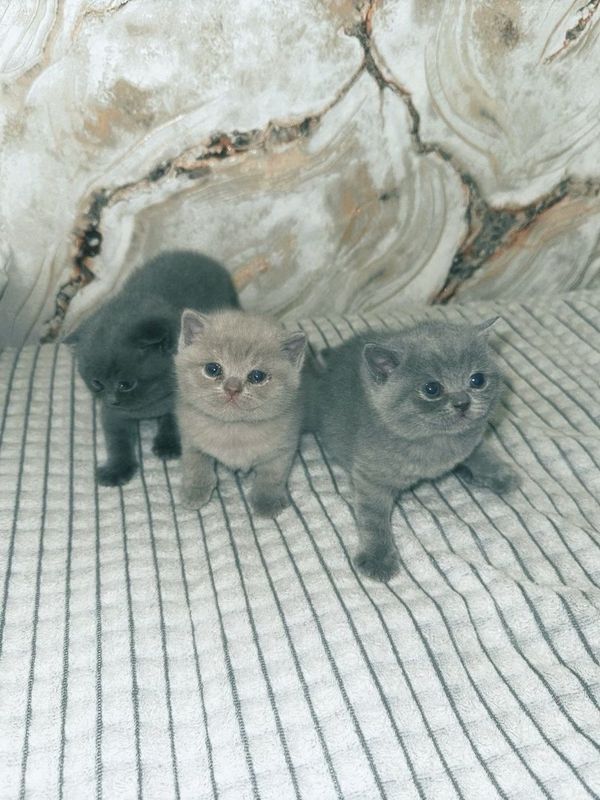 Продаются котята СКОТИШ СТРАЙТ Продаются котята СКОТИШ СТРАЙТ