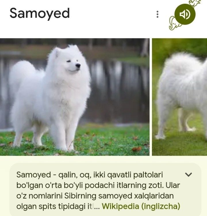 Samoyed iti sotiladi. Продам Самоедская собака Сибирский