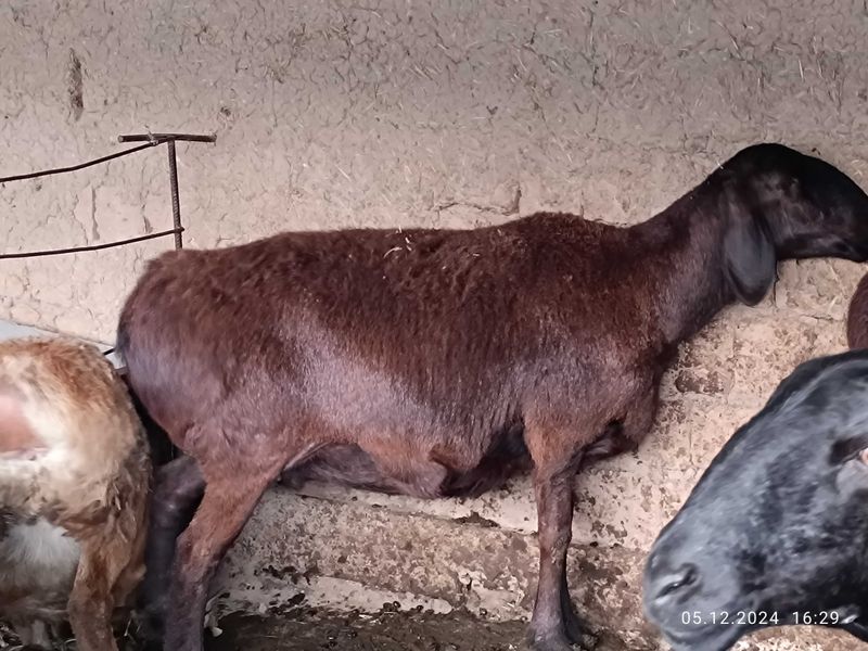 Хисори совлула сотилади сифати зўр котта совлула Хисори совлула сотилади сифати зўр котта совлула
