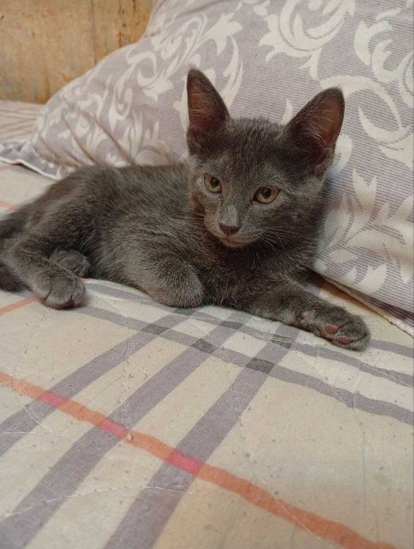 Mushuk russian blue Mushuk russian blue