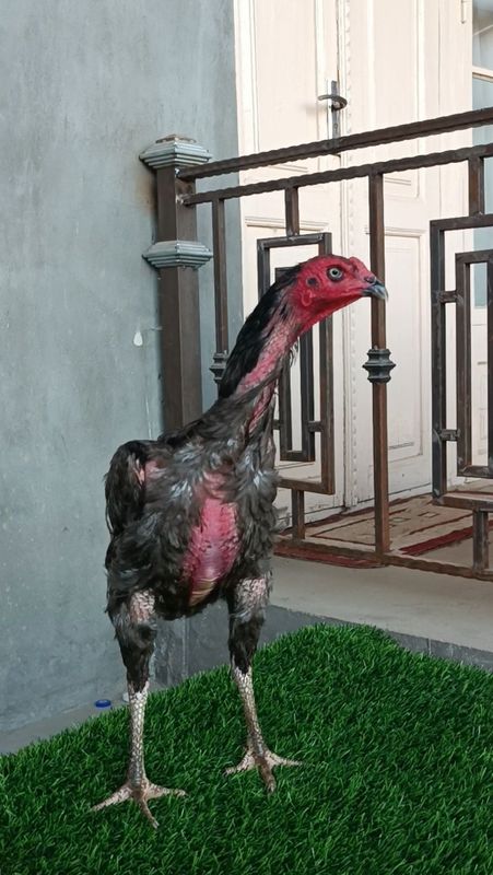 Dakan kul makyon sotiladi