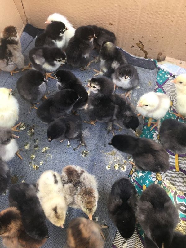 Продаются циплята Продаются циплята