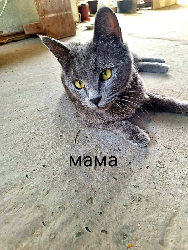 Недорого кошка Скоттиш страйт 2шт Недорого кошка Скоттиш страйт 2шт