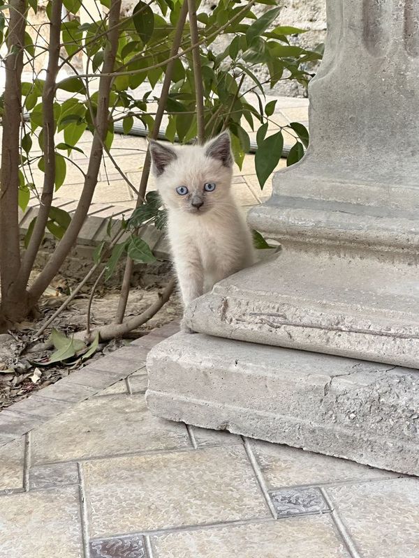 Сиамский котенок Сиамский котенок