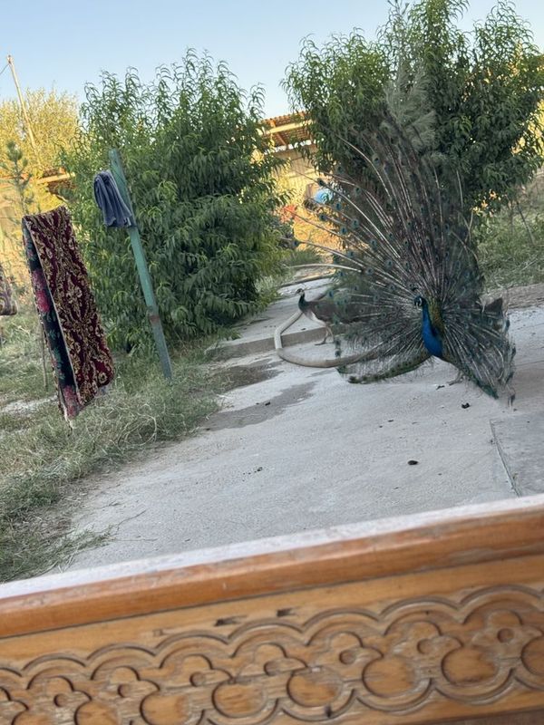 Товус жуфт сотилади Товус жуфт сотилади