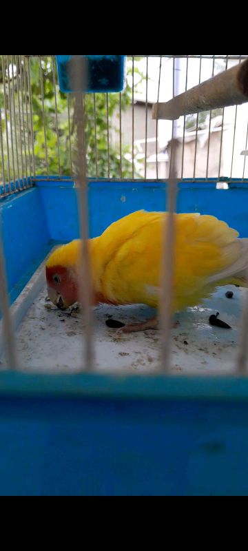 lovebird lutino