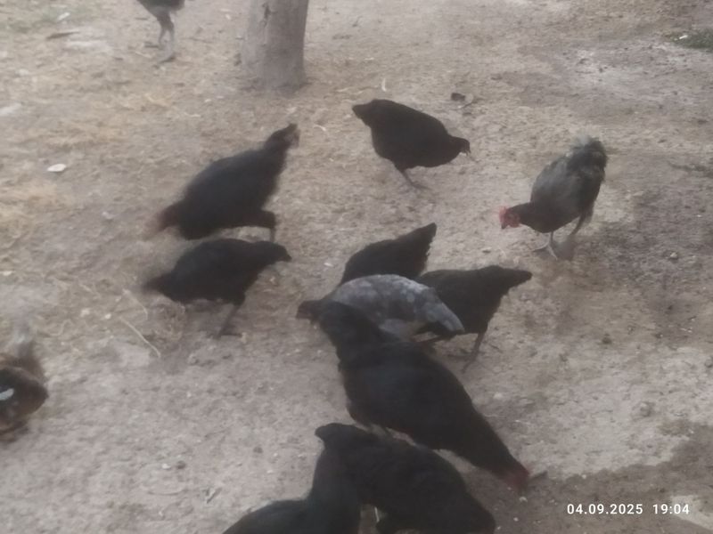 Tovuqlar sotiladi srochni Tovuqlar sotiladi srochni
