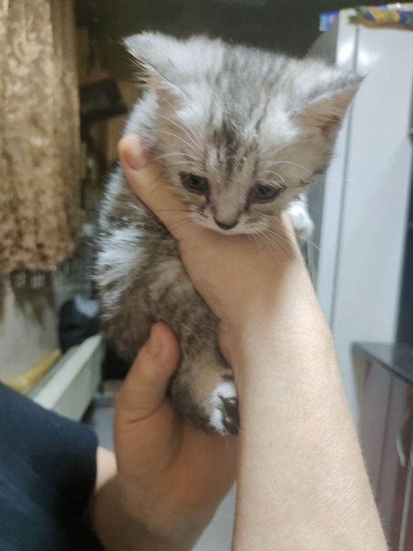 Котята от правильной вязки Котята от правильной вязки