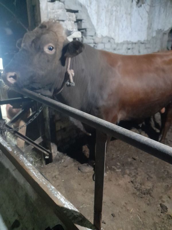 Qurbonlik uchun buqalar sotiladi Qurbonlik uchun buqalar sotiladi