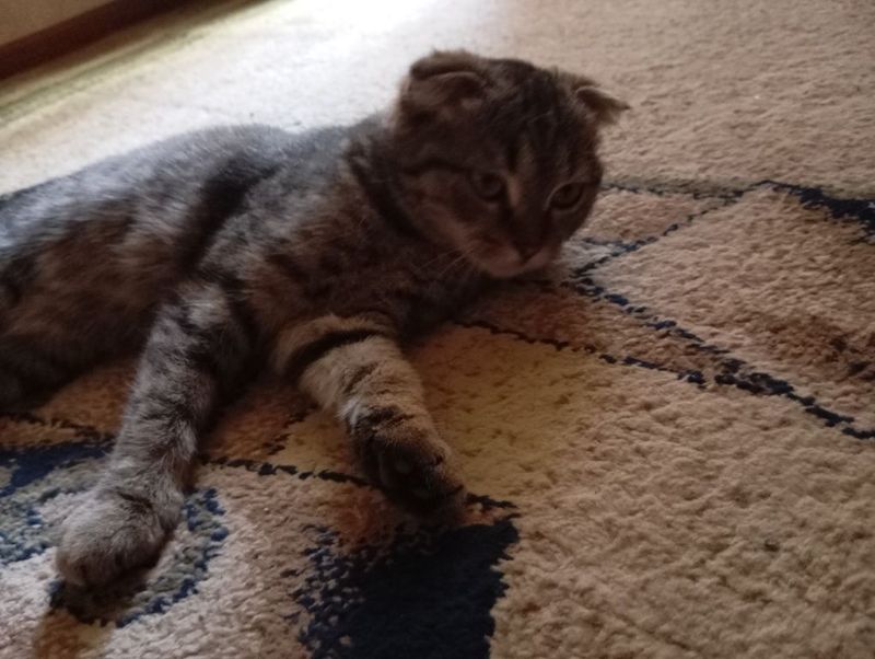 Скотиш фолд мушуги Скотиш фолд мушуги