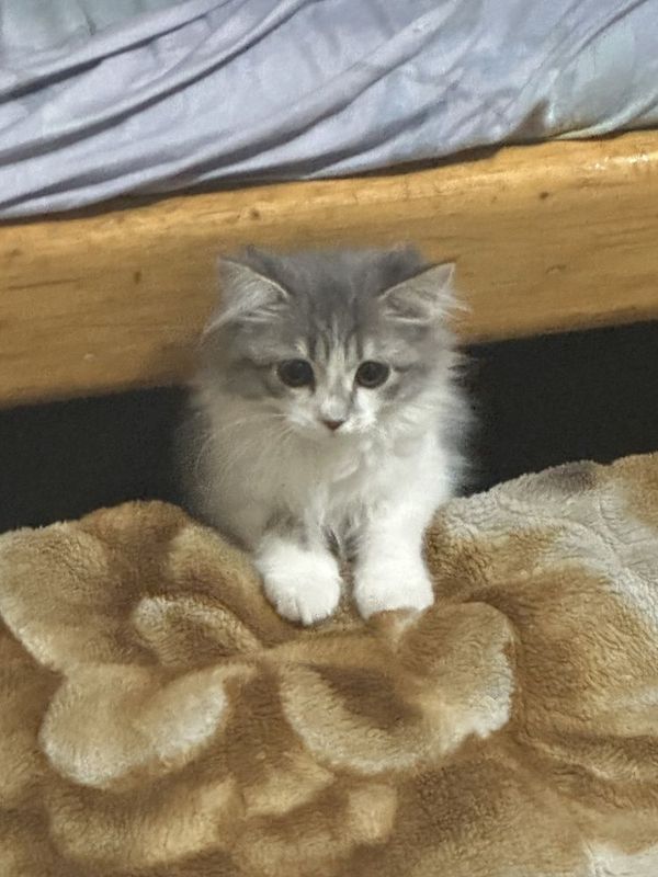 ребёнок скотиш фолд