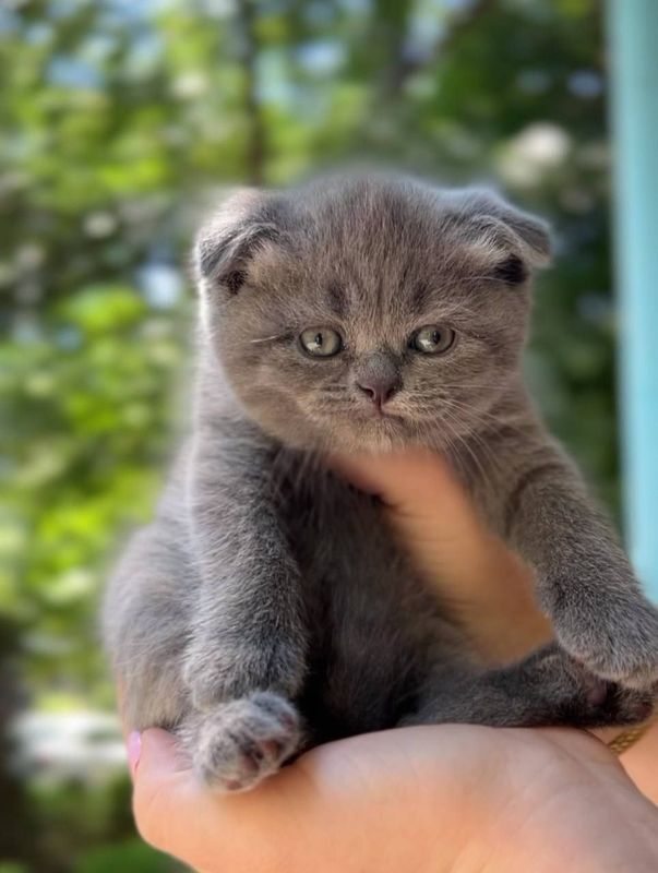 Котята веслаухие Котята веслаухие