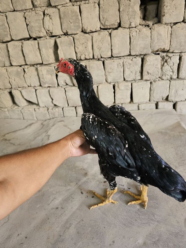 Shamo tovuq sotiladi toza qon zotiya garantiya