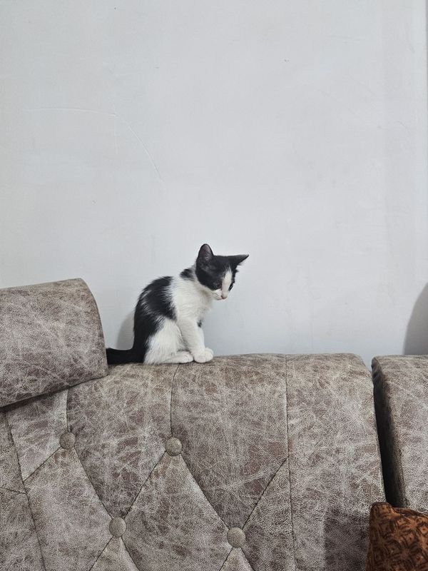Cat, pishiq, mushuk, Cat, pishiq, mushuk,