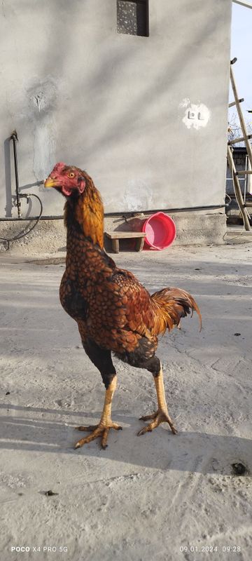 Kulangi xo'rozlar bor qiziqadiganlar bo'lsa sotiladi hali yosh 2-dona.