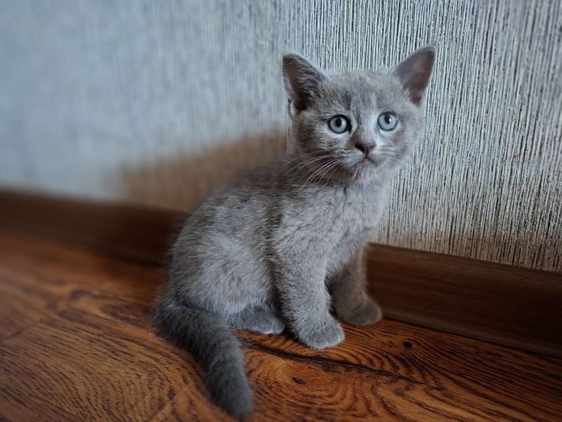 Котята на продажу