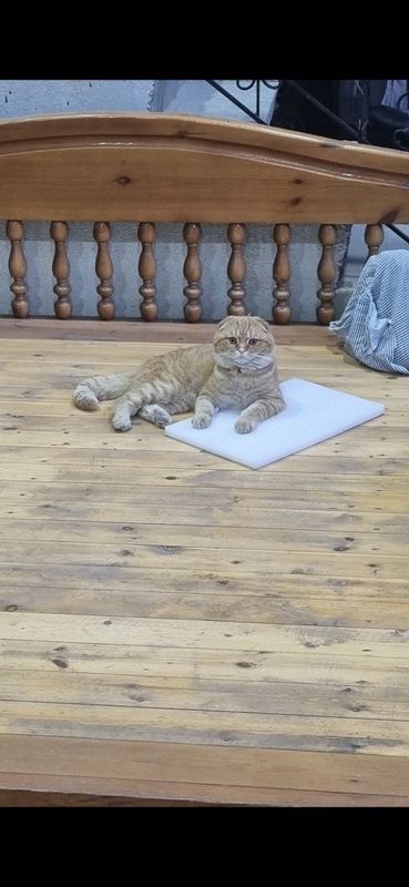 Шотландский вислоухий скотиш фолд Шотландский вислоухий скотиш фолд