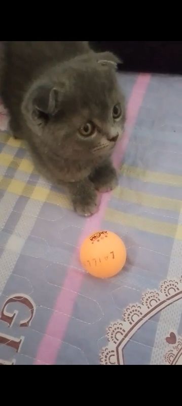 Mushukcha deyarli 2 oyli Mushukcha deyarli 2 oyli