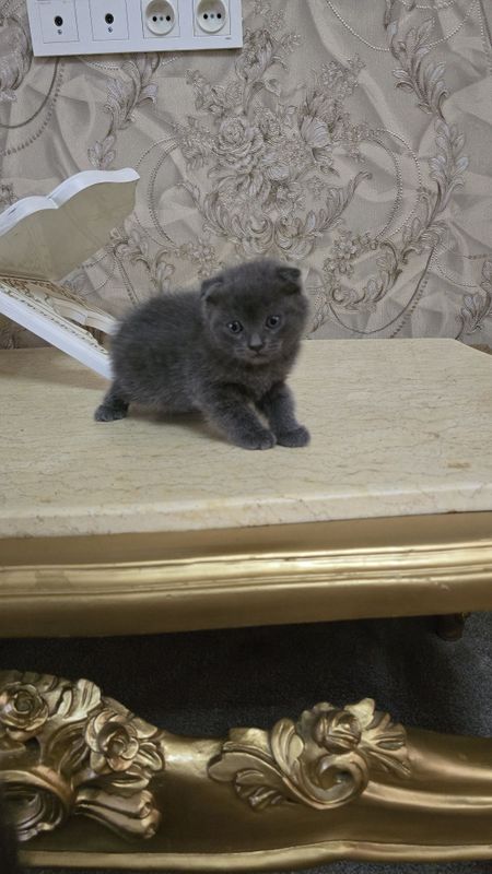 Продаётся пародистийи котёнки Продаётся пародистийи котёнки