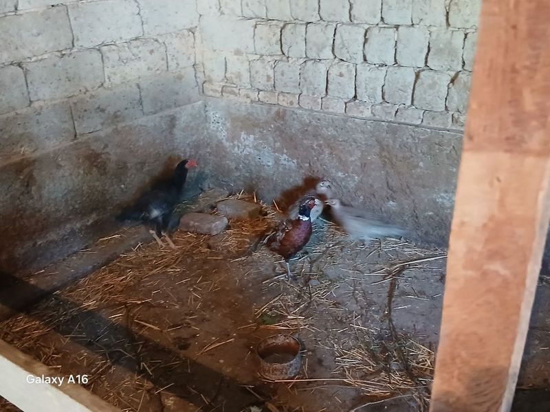Fazan 3 ta ikta makiyon bitta xoʻroz makiyon 450 mingdan xoʻroz 300 mi Fazan 3 ta ikta makiyon bitta xoʻroz makiyon 450 mingdan xoʻroz 300 mi