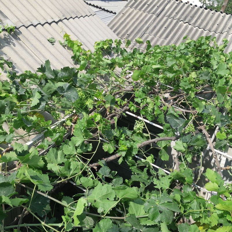 Хомтак киламиз(Узум баргларини саралаш хизмати] Профессионаллардан